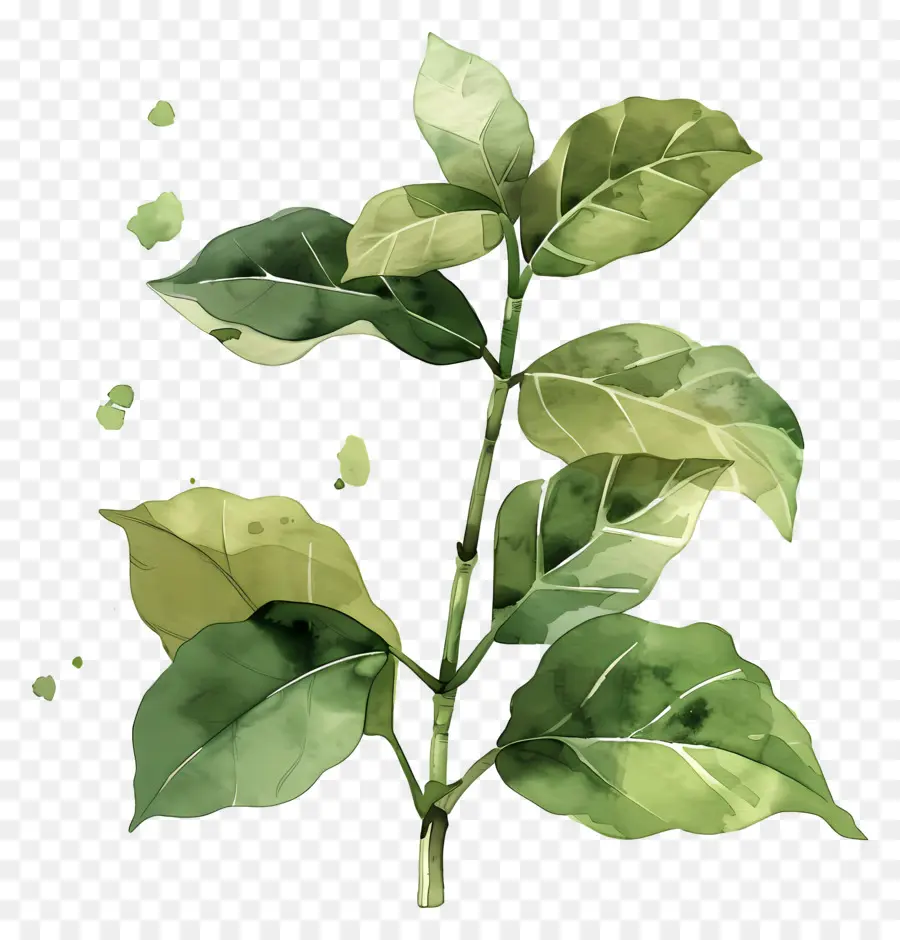 Planta Aquarela，Folhas PNG