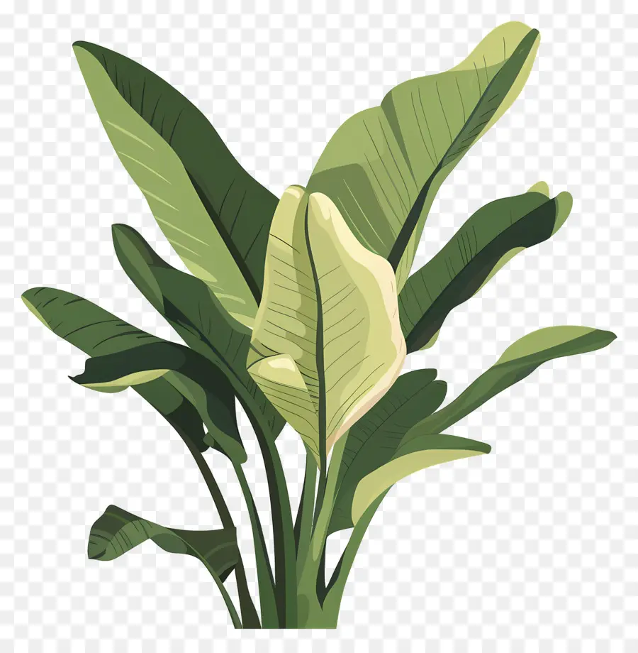 Folhas De Bananeira，Lírio De Calla Branco Único PNG