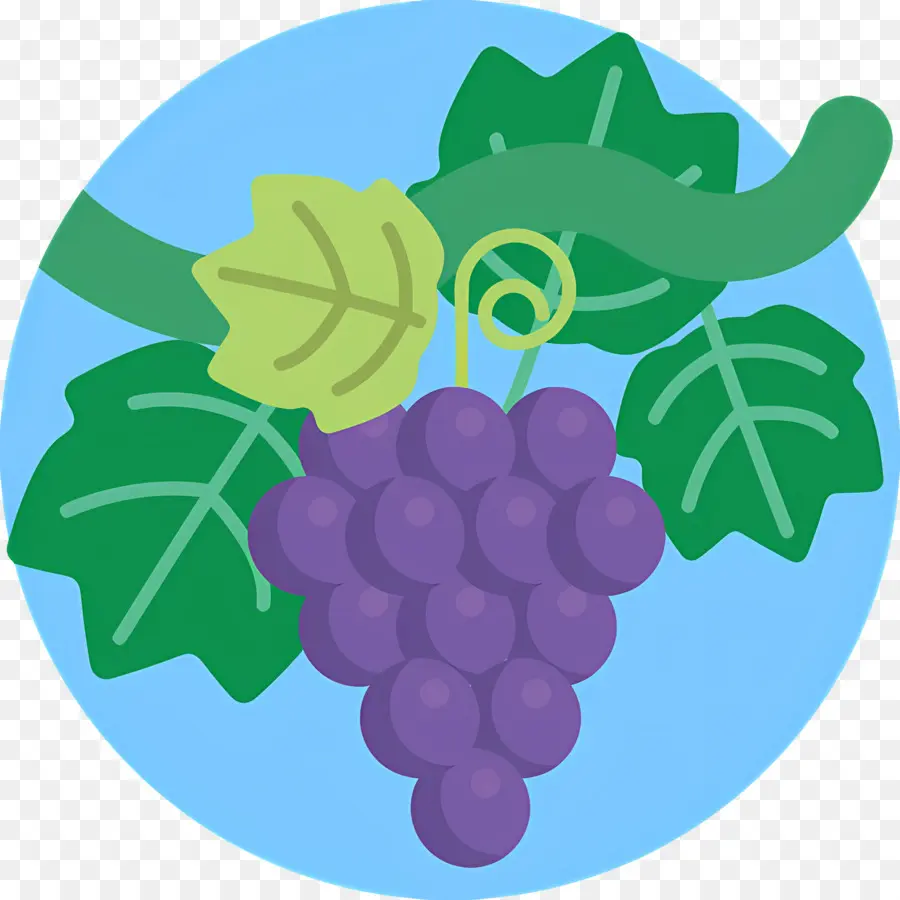 Videira，Uvas Na Videira PNG