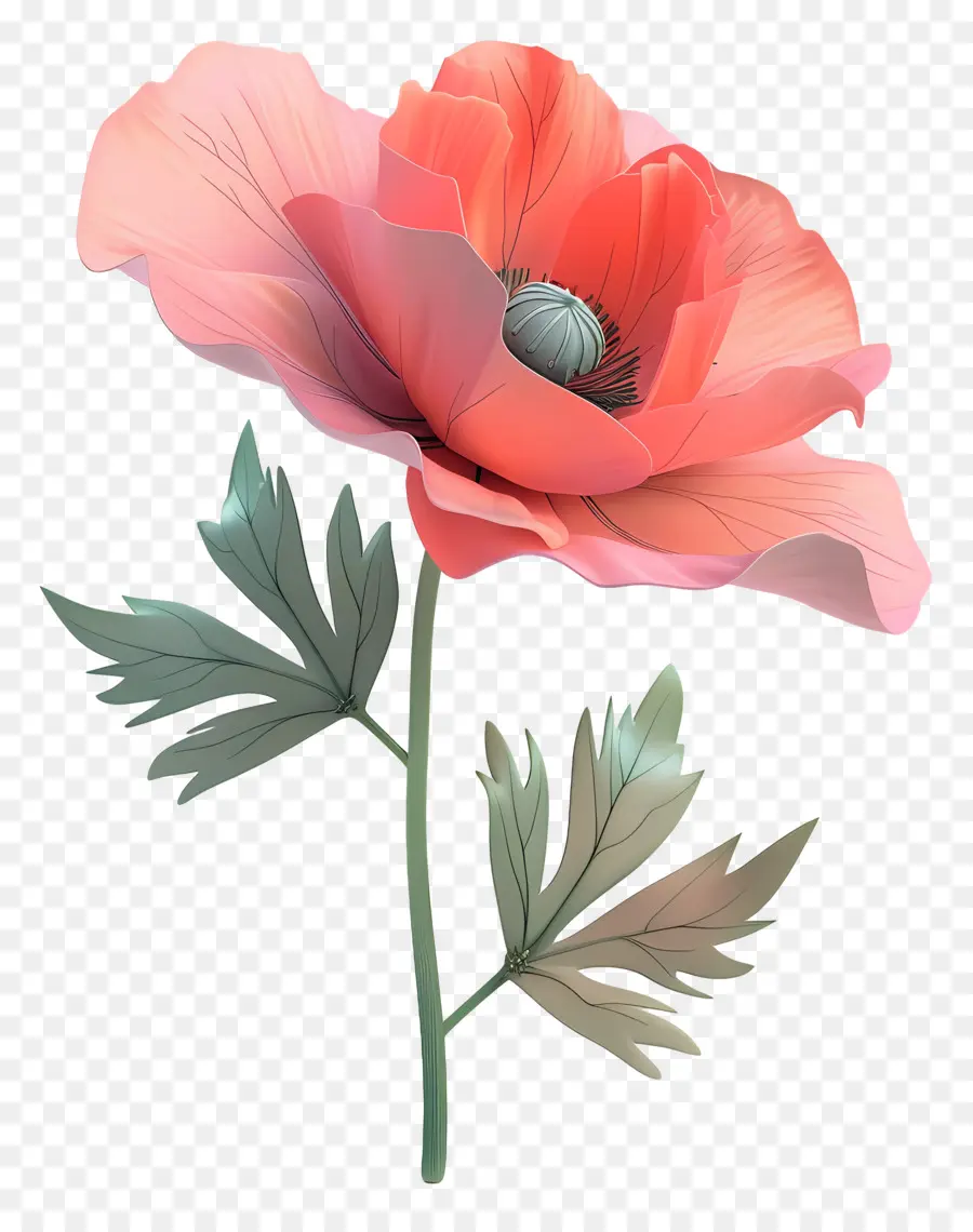 Flor 3d，Papoula Vermelha PNG