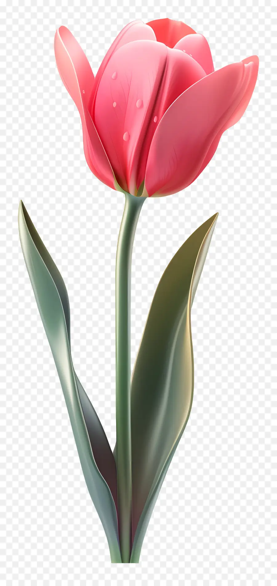 Flor 3d，Tulipa Rosa PNG