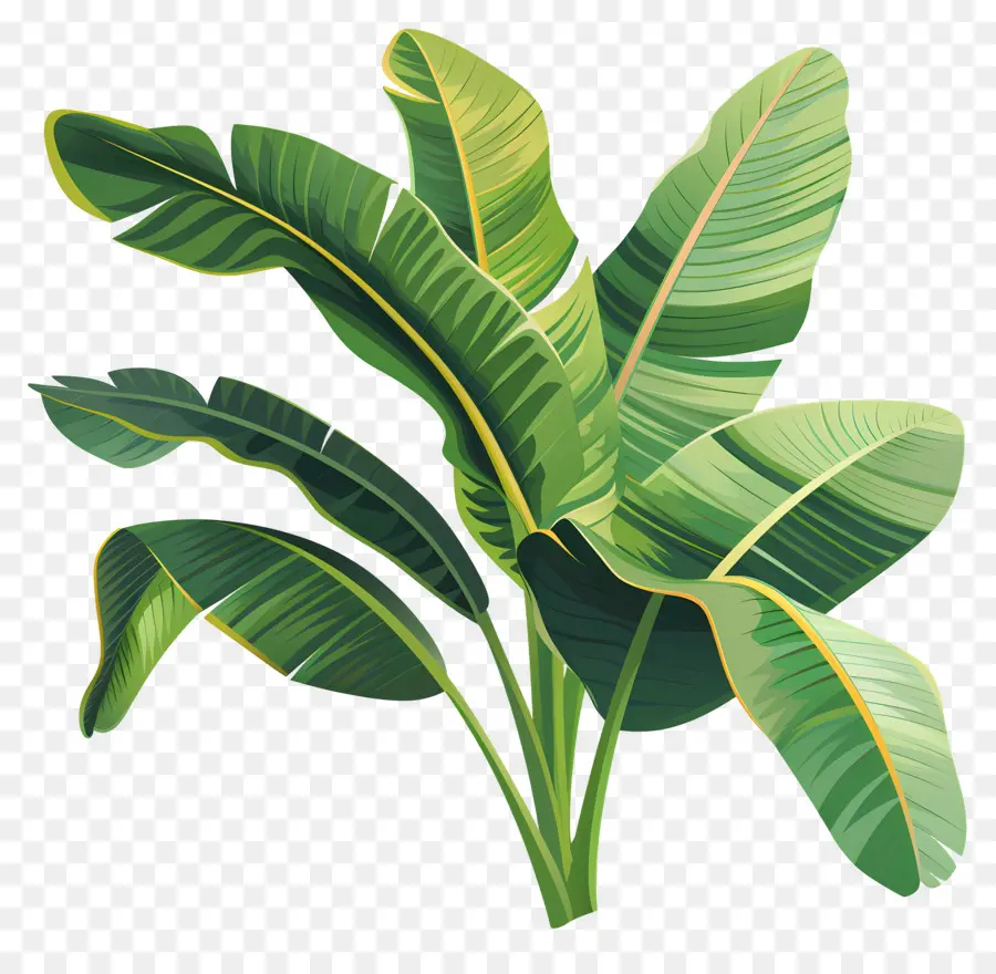 Folhas De Bananeira，Folhas Verdes PNG