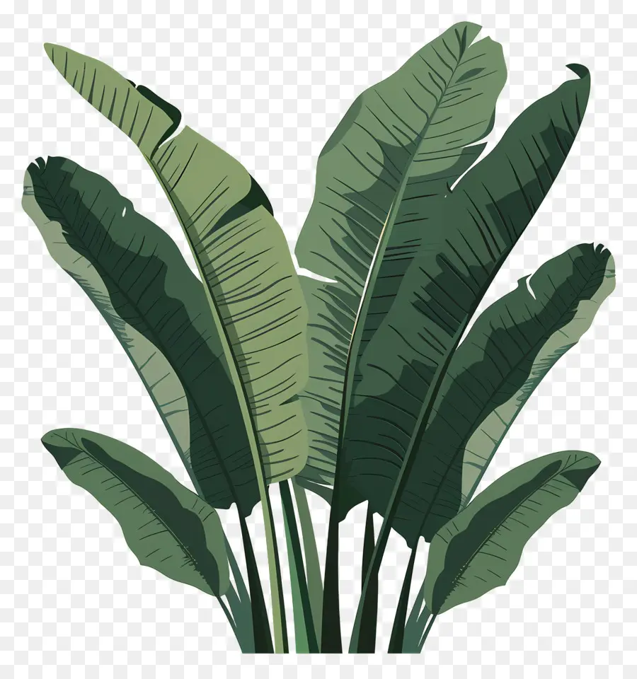 Folhas De Bananeira，Folhas Verdes PNG