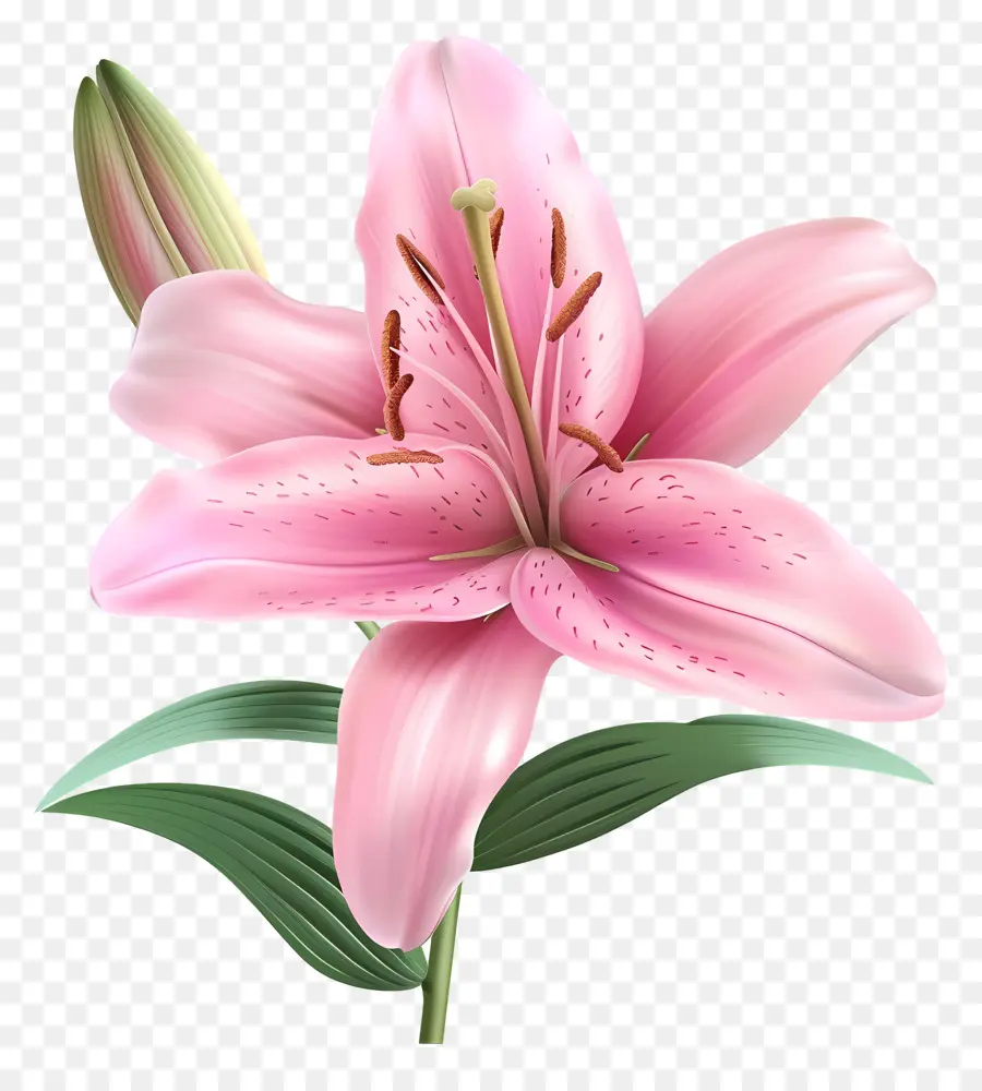 Flor 3d，Lírio PNG