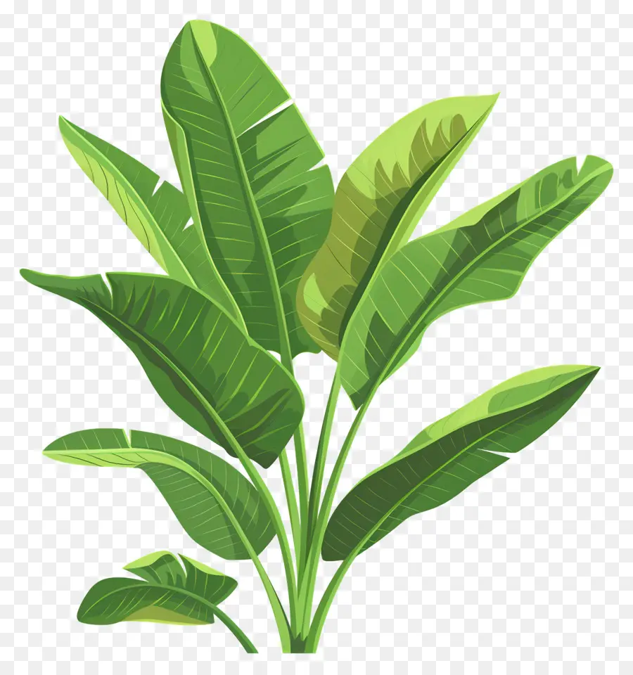 Folhas De Bananeira，Folhas Verdes PNG