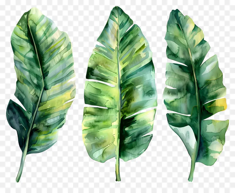 Folhas De Bananeira，Folhas Verdes PNG