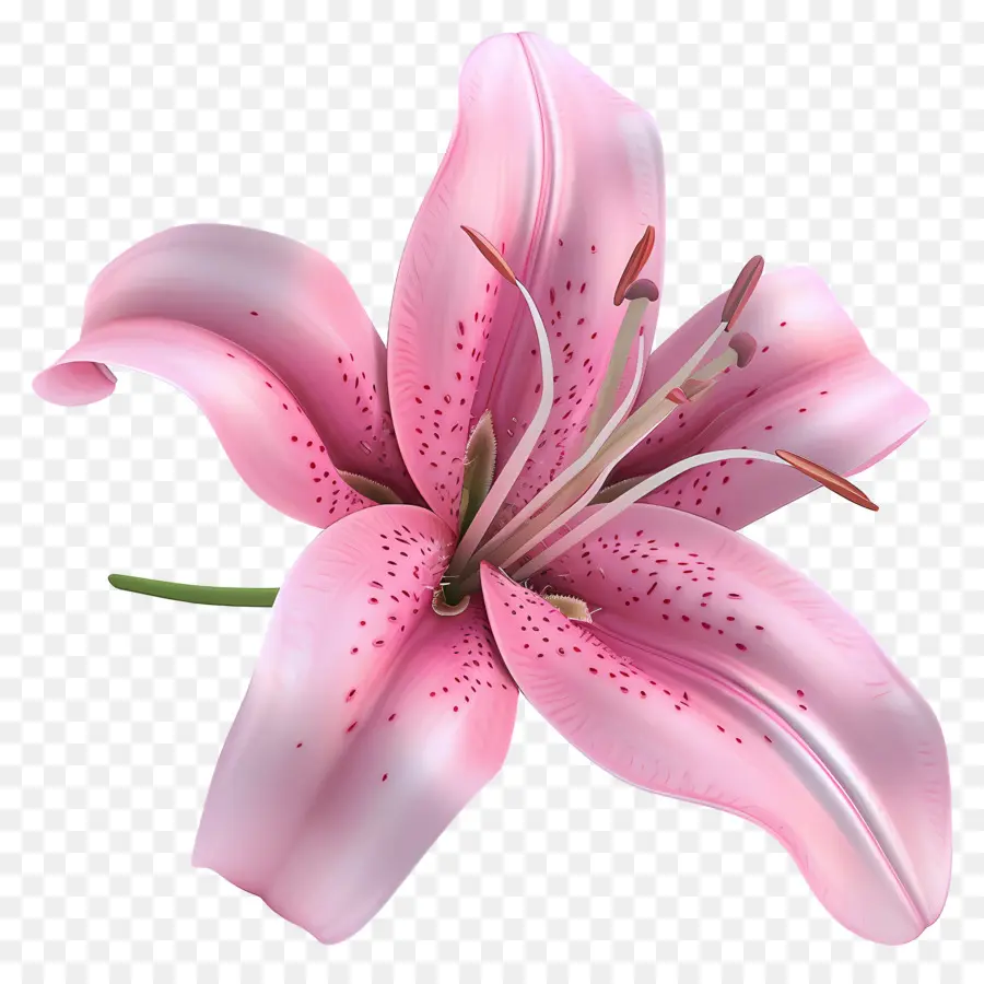 Flor 3d，Lírio PNG