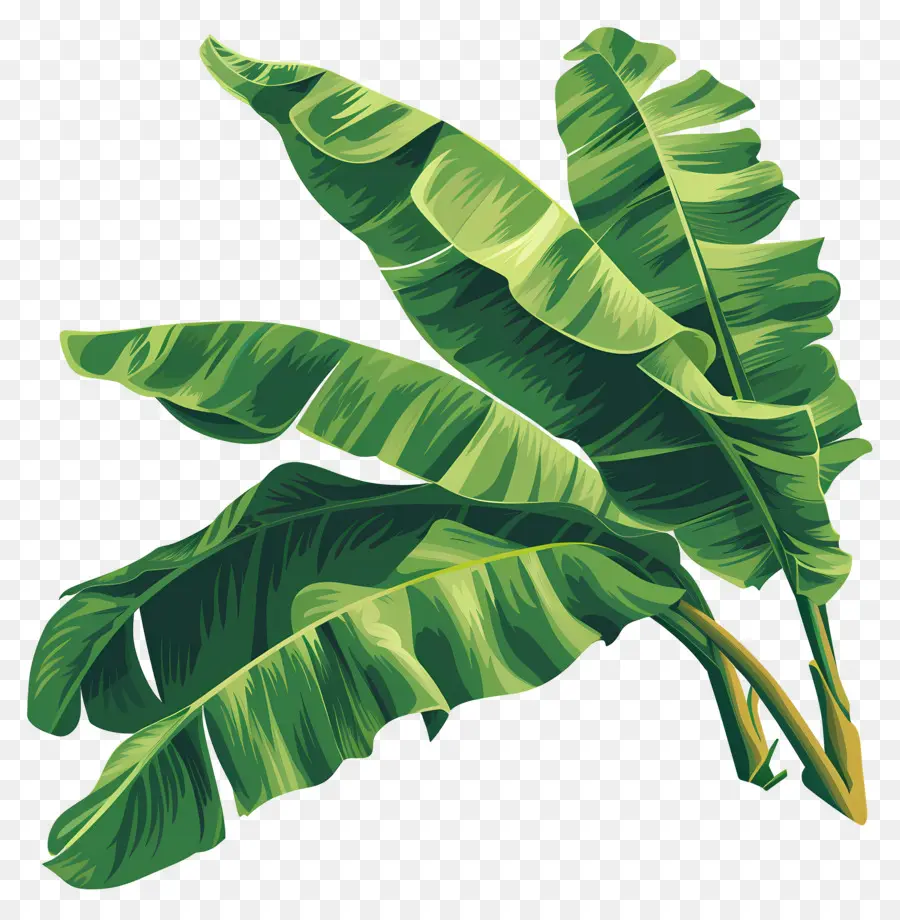 Folhas De Bananeira，Folhas Verdes PNG