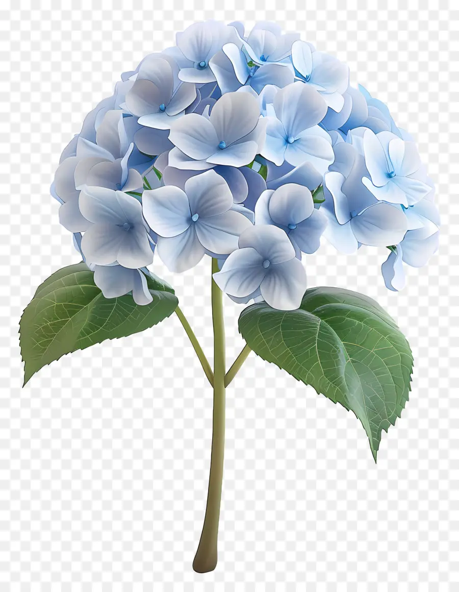 Flor 3d，Hortênsia Azul PNG