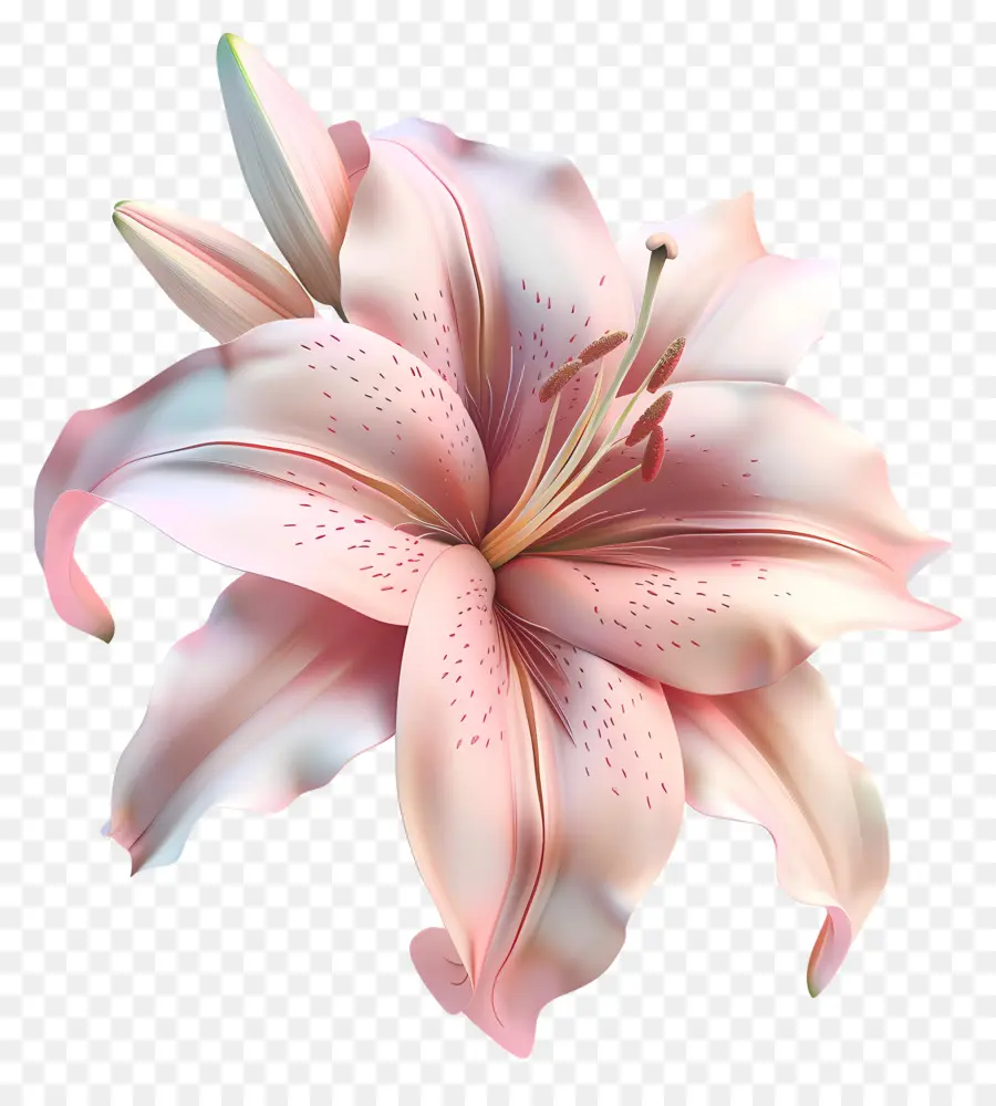 Flor 3d，Lírio PNG