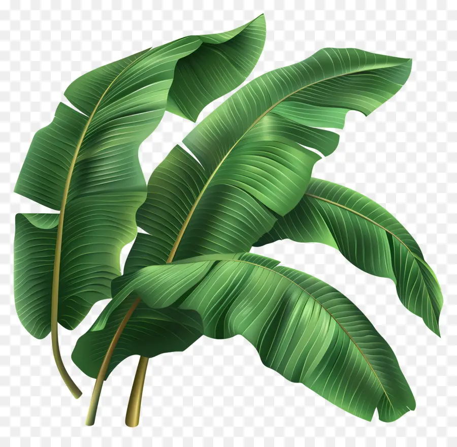 Folhas De Bananeira，Folhas Verdes PNG