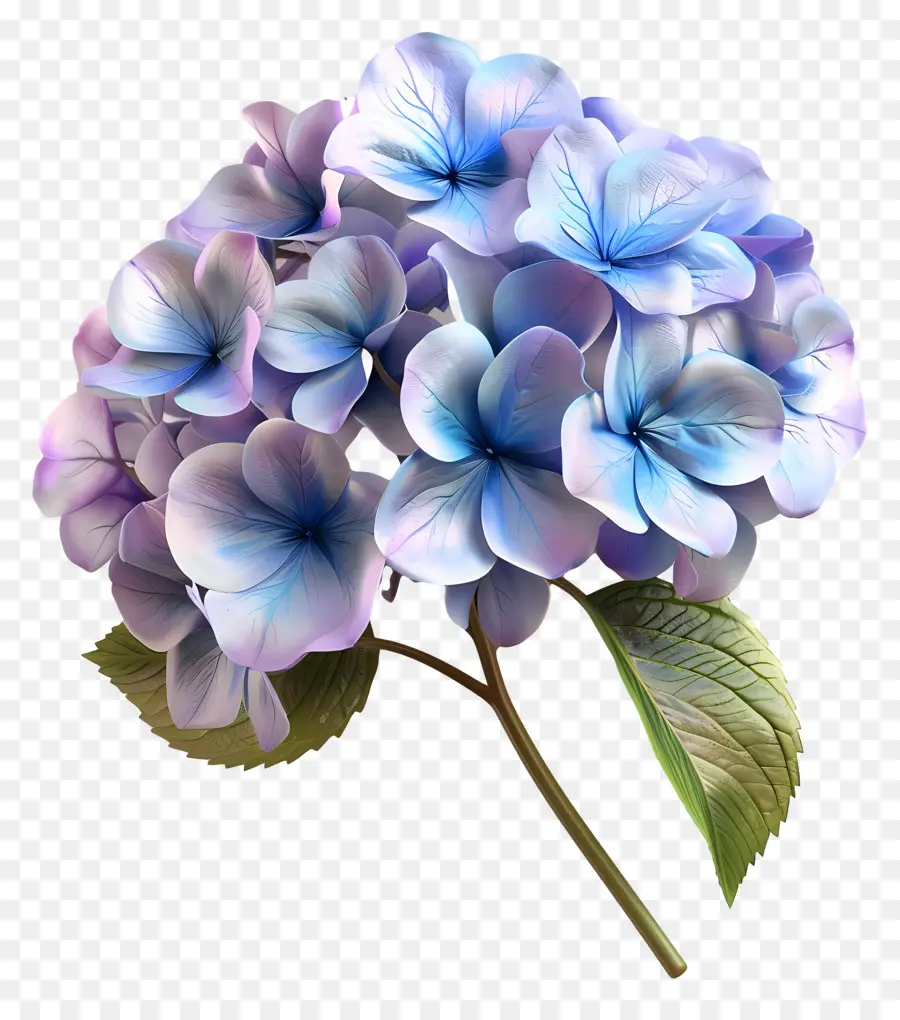 Flor 3d，Hortênsia PNG