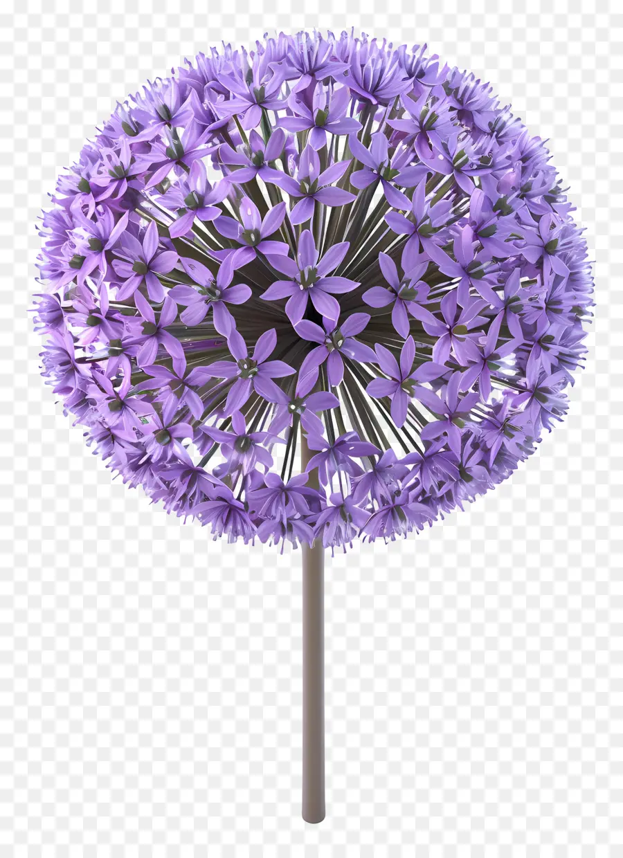 Flor De Allium Modelo 3d，Allium Roxo PNG