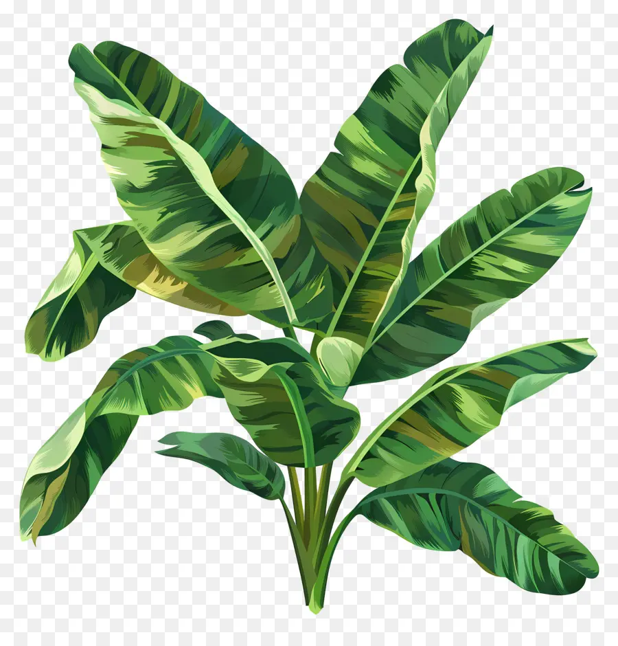 Folhas De Bananeira，Folhas Verdes PNG