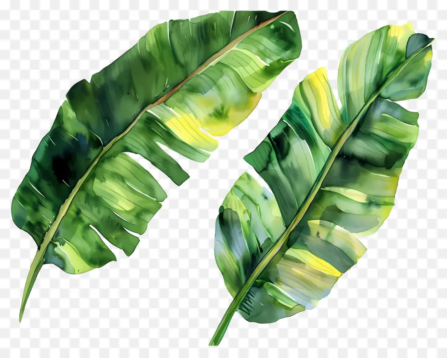 Folhas De Bananeira，Folhas Verdes PNG