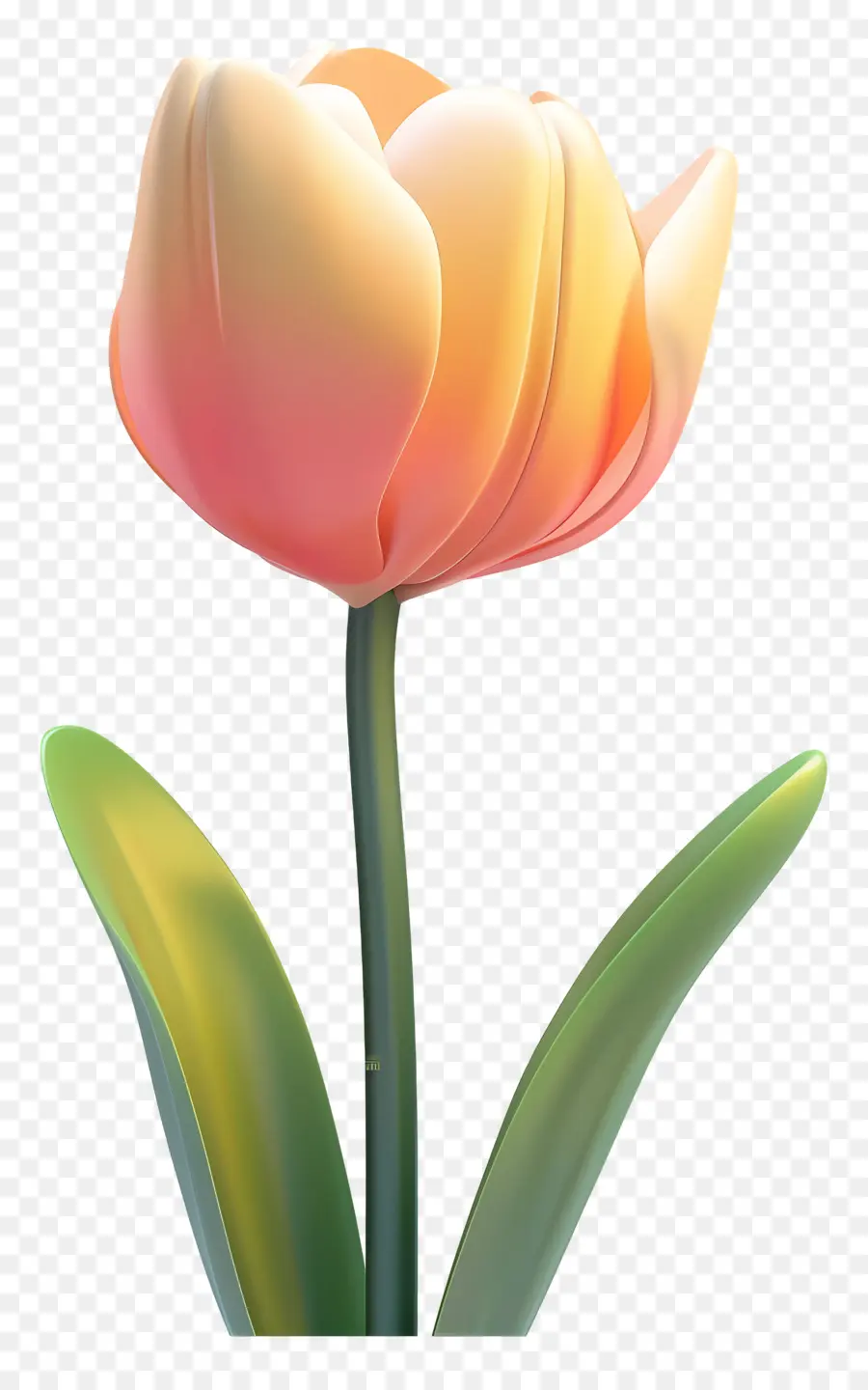 Flor 3d，Tulipa PNG