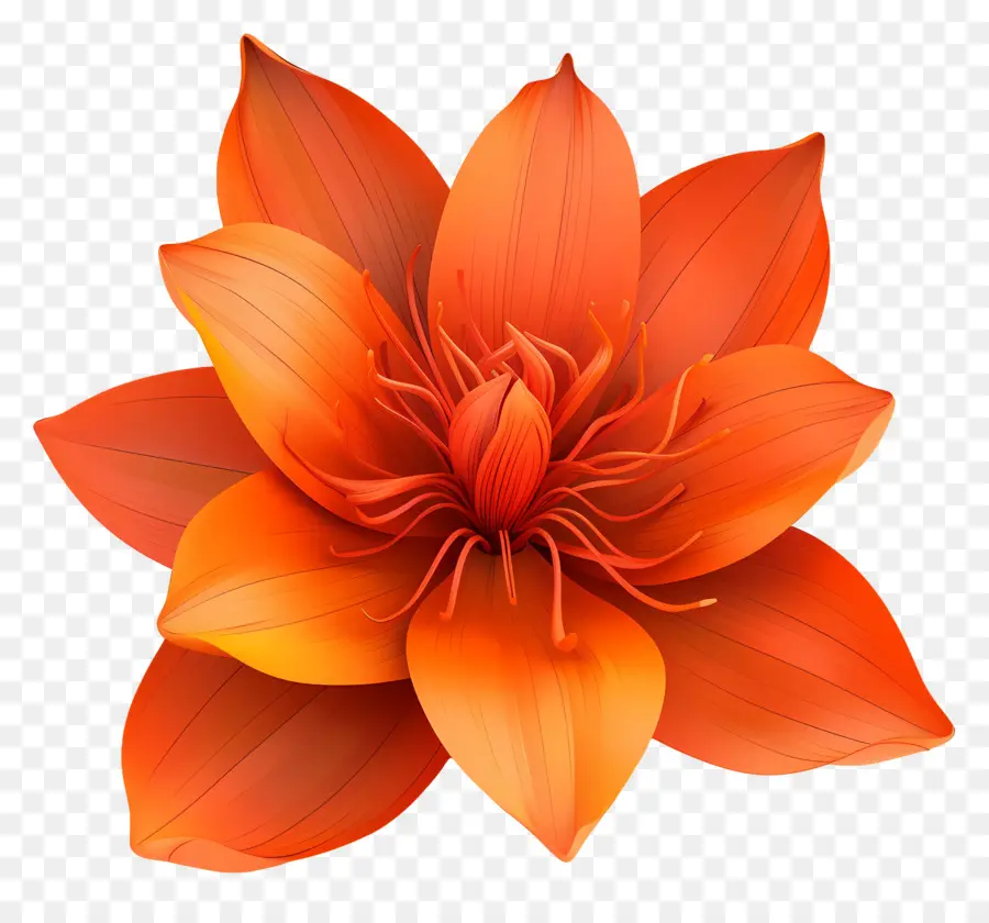 Flor 3d，Flores Laranja PNG