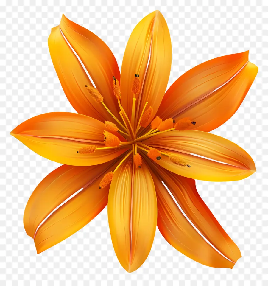 Flor 3d，Flor De Lírio Laranja PNG