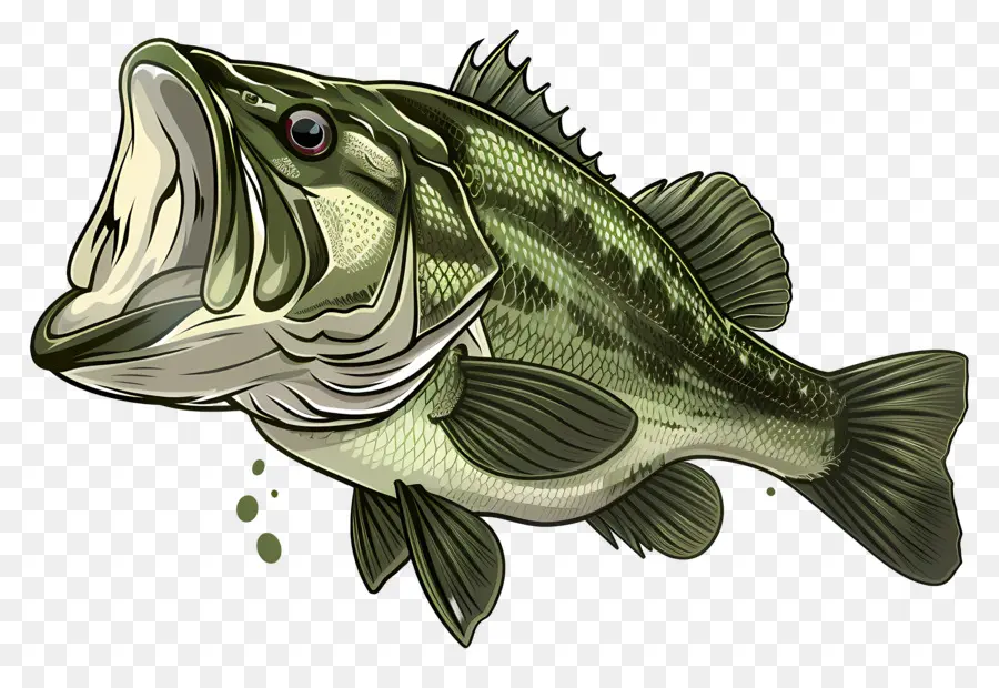 Peixe Robalo，Ilustra O De Peixe PNG