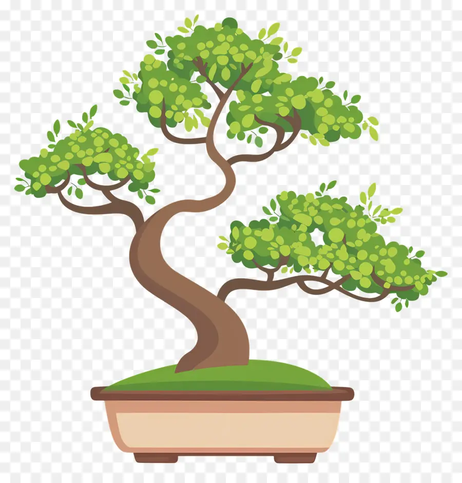 árvore Bonsai，Árvore Bonsai PNG