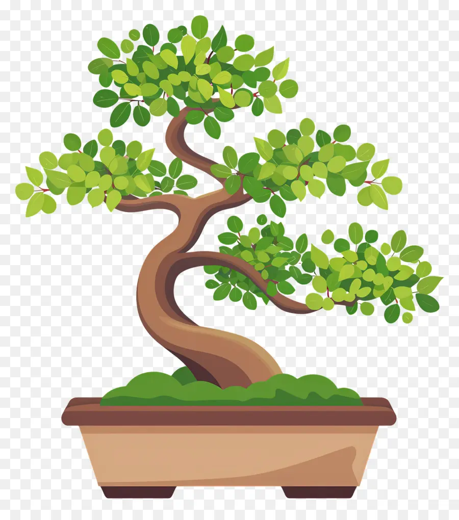 árvore Bonsai，Árvore Bonsai PNG