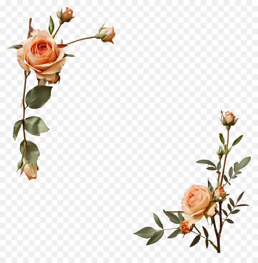 Borda De Rosas，Rosas Brancas PNG