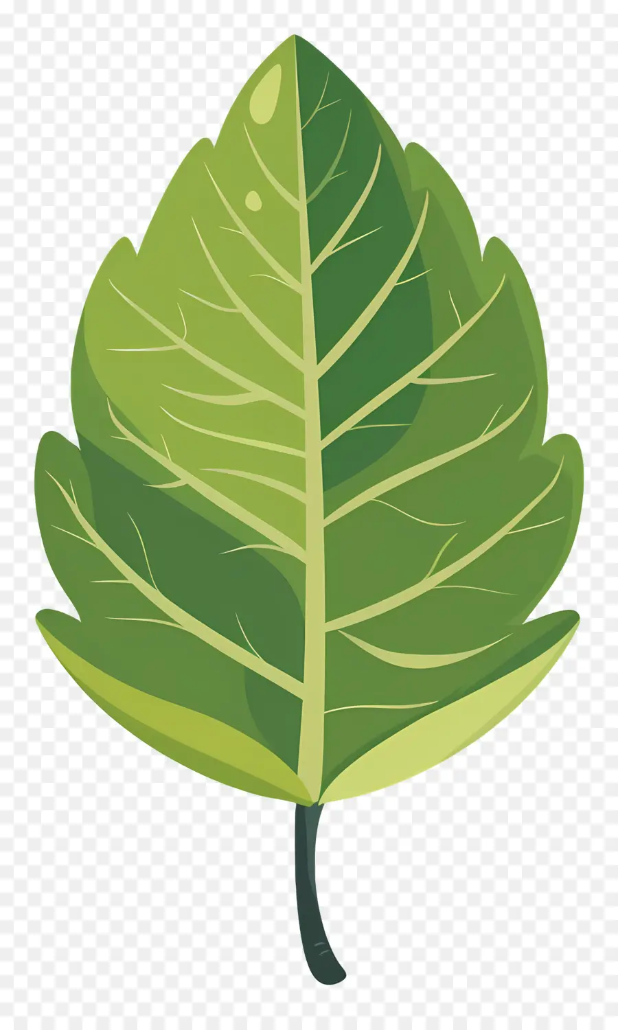 Folha única，Folha Verde PNG