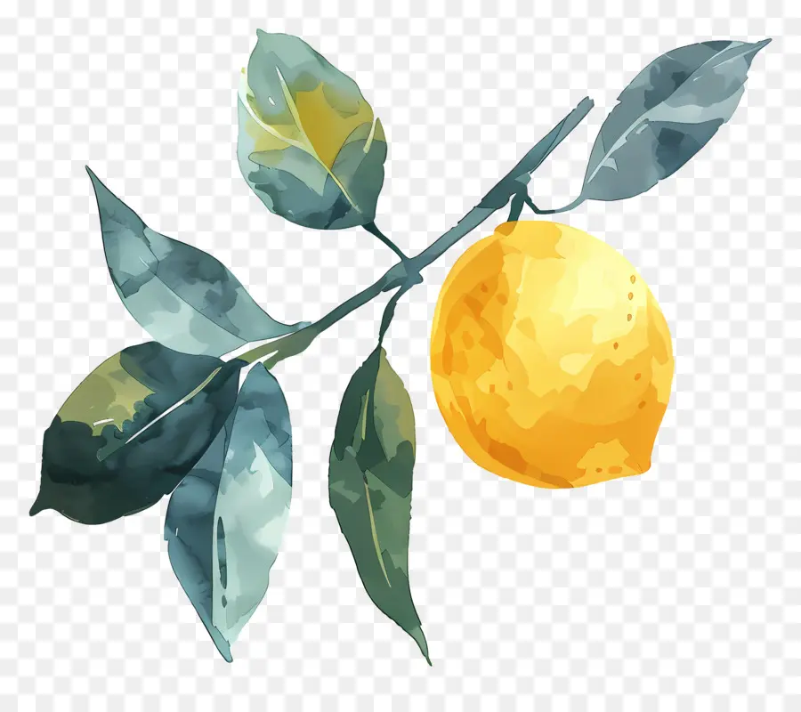 Aquarela Limão，Limão Amarelo PNG