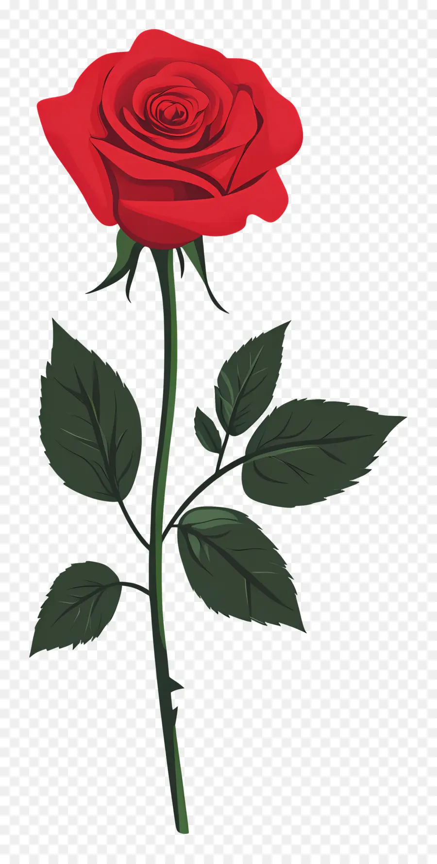 Rosa Solteira，Rosa Vermelha PNG