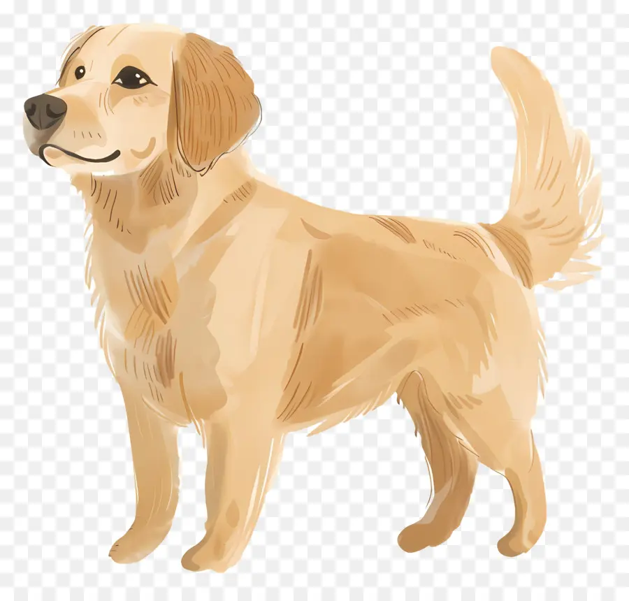 Cão Golden Retriever，Golden Retriever PNG