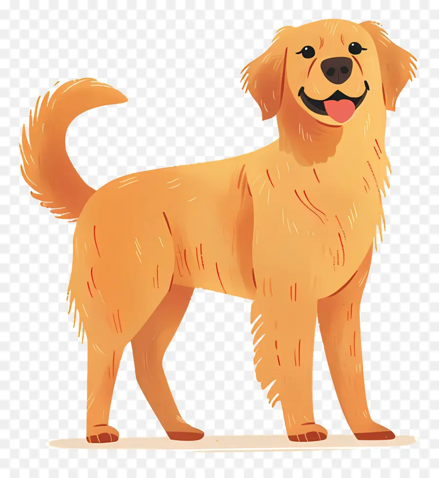 Cão Golden Retriever，Cachorro Dourado PNG