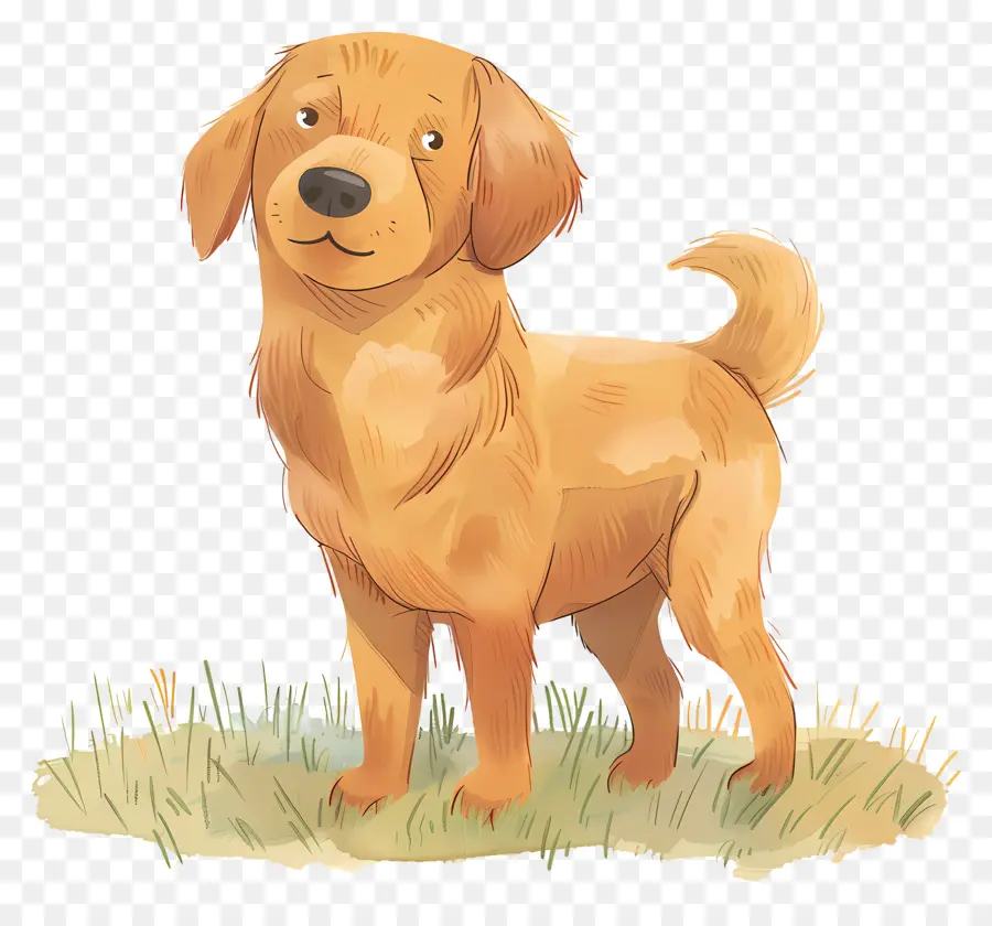 Cão Golden Retriever，Cachorro Marrom PNG