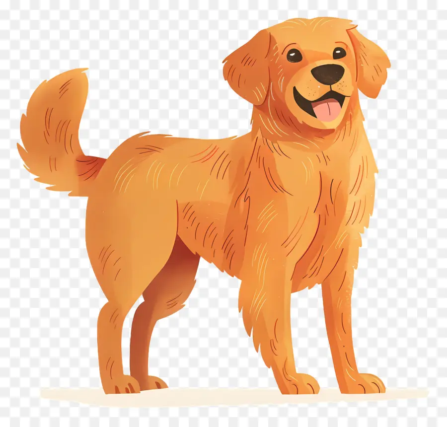 Cão Golden Retriever，Golden Retriever PNG