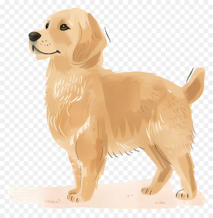 Cão Golden Retriever，Golden Retriever PNG