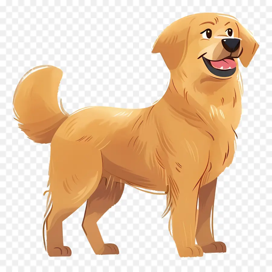 Cão Golden Retriever，Golden Retriever PNG