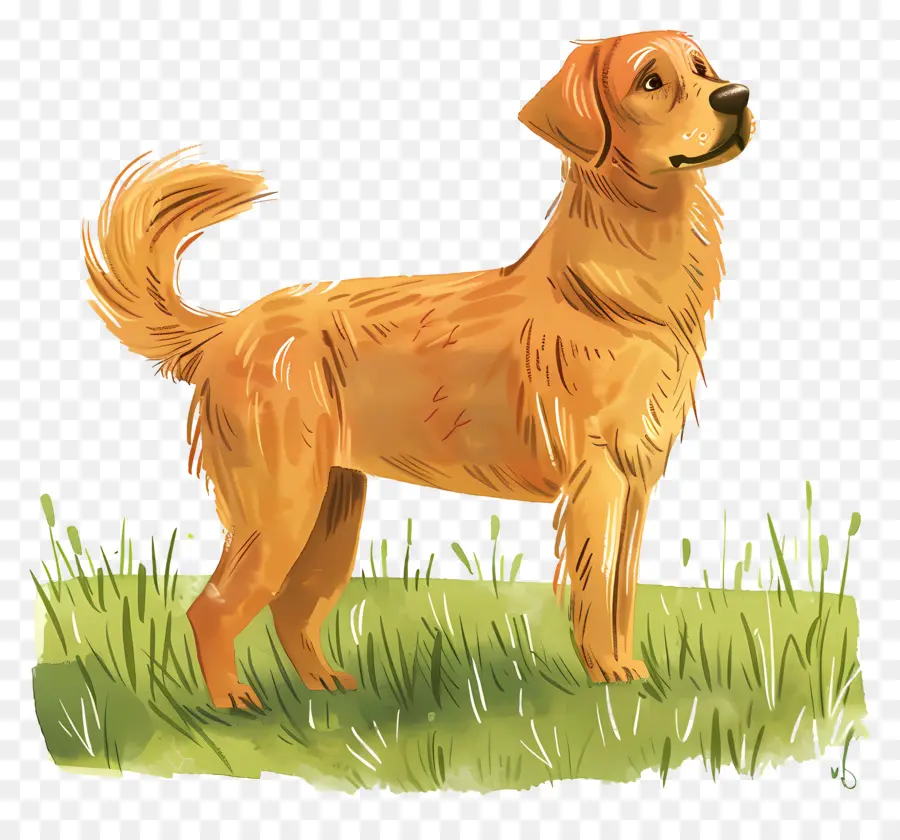 Cão Golden Retriever，Golden Retriever PNG