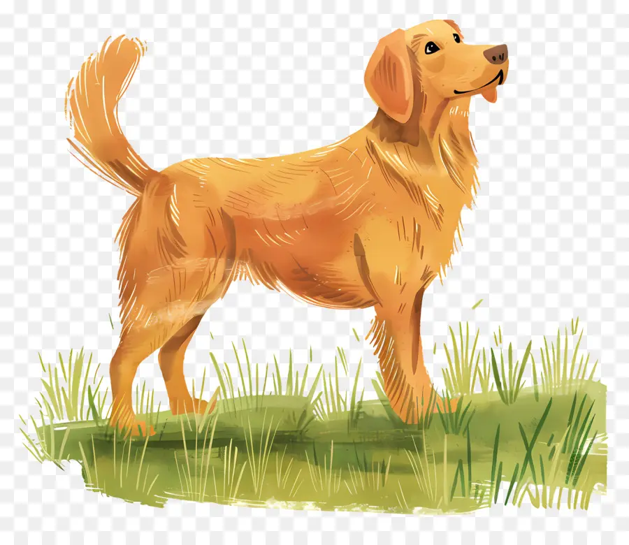 Cão Golden Retriever，Golden Retriever PNG