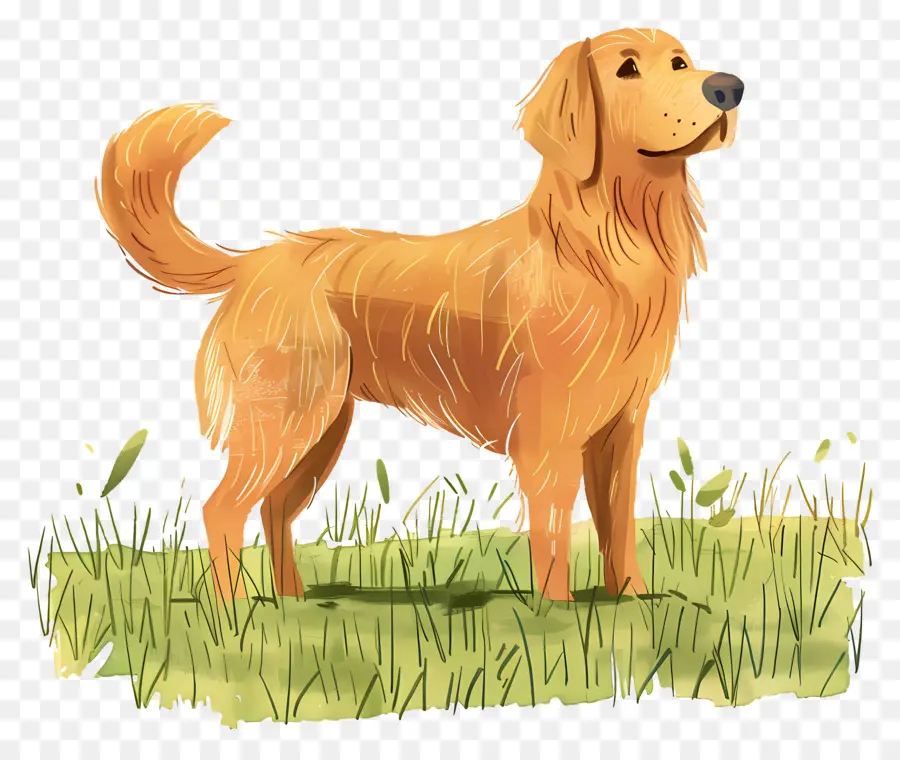 Cão Golden Retriever，Golden Retriever PNG