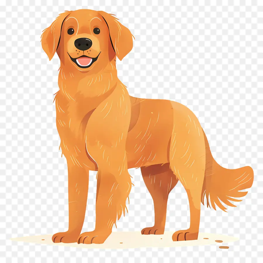 Cão Golden Retriever，Golden Retriever PNG