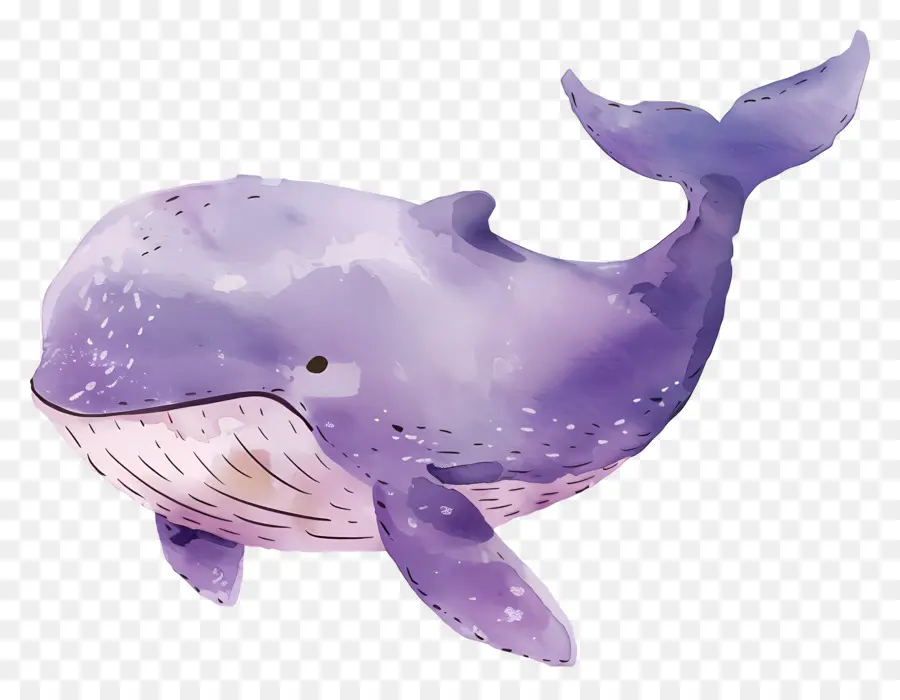 Baleia Aquarela，Baleia Roxa PNG