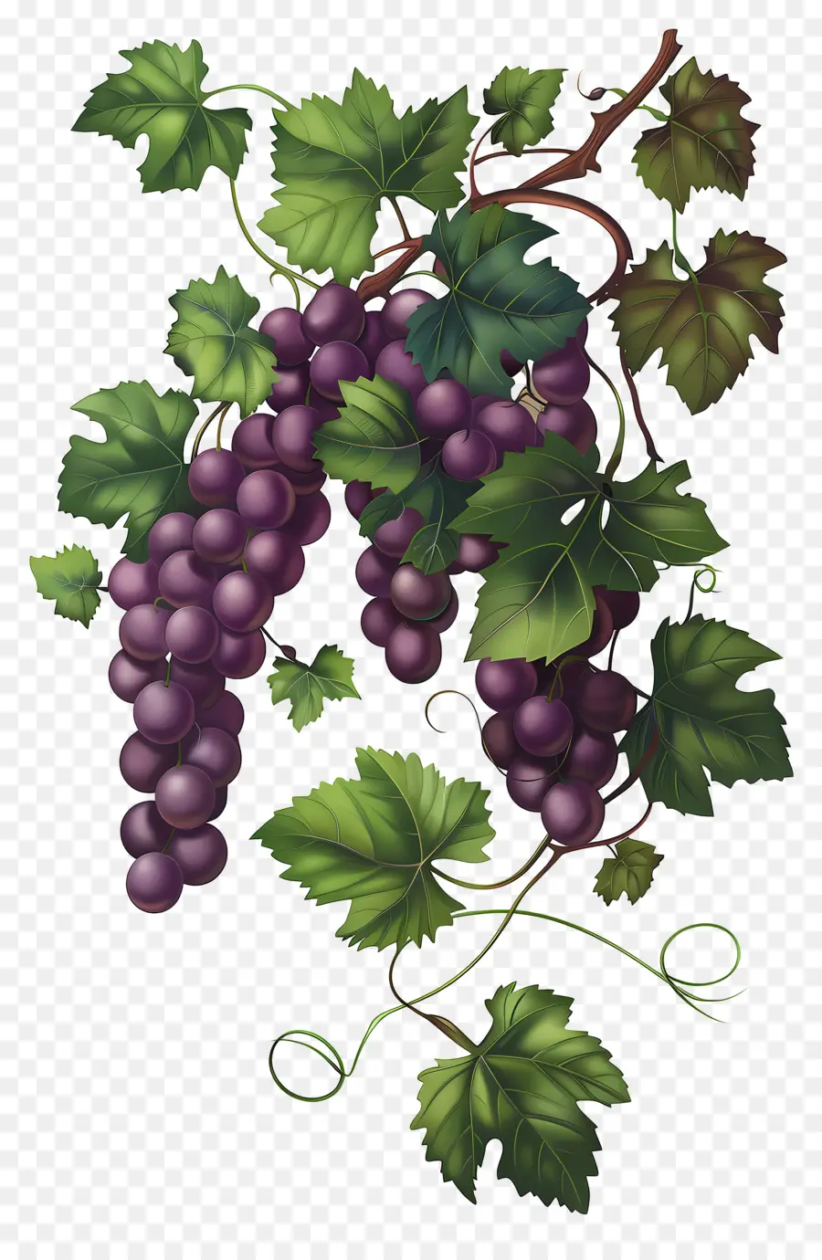 Videira，Uvas PNG