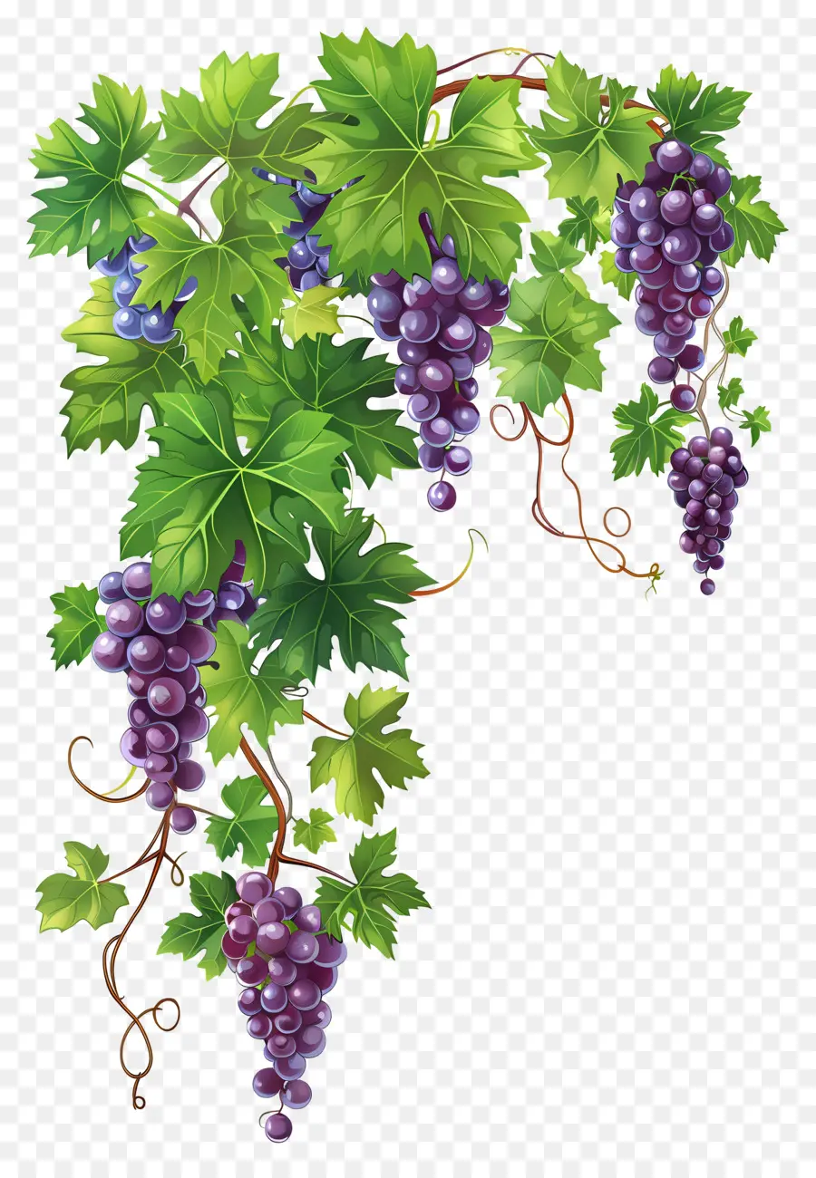 Videira，Uvas PNG