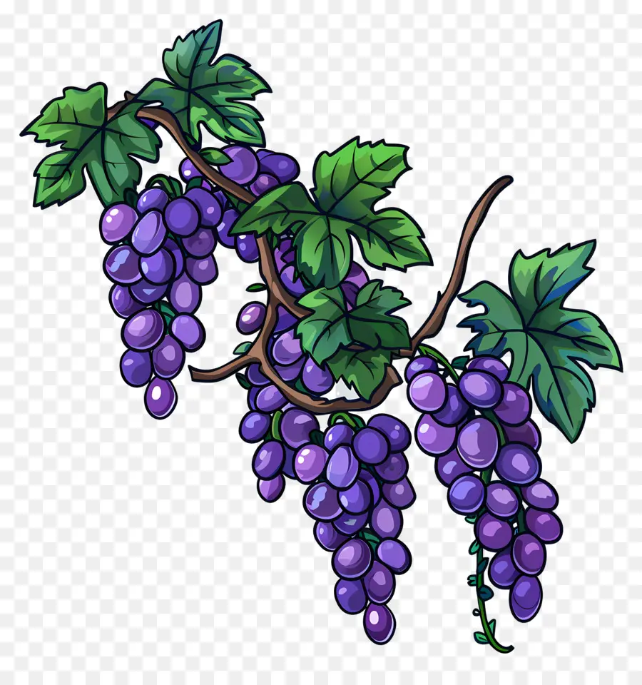 Videira，Uvas PNG