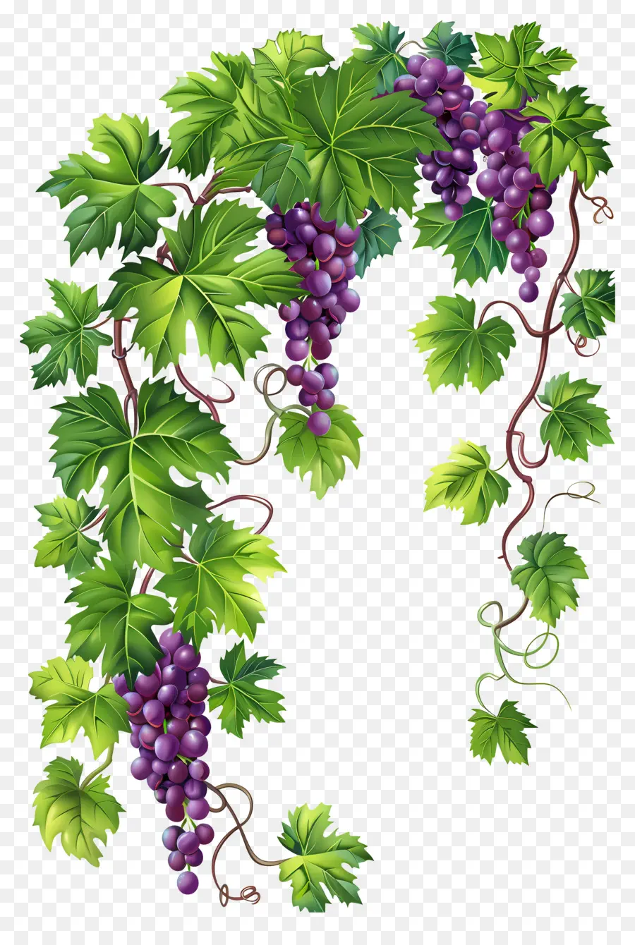 Videira，Uvas PNG