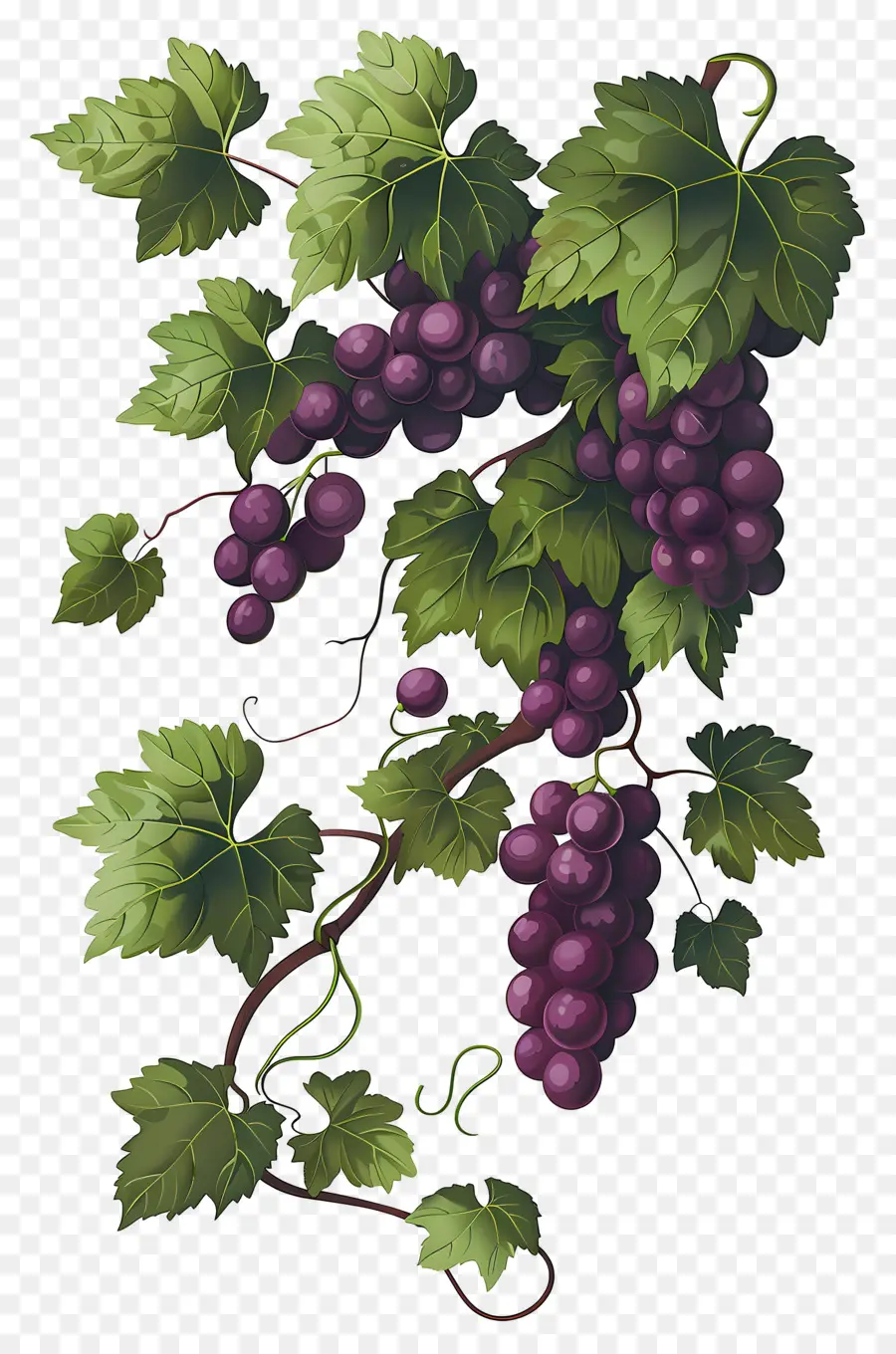 Videira，Uvas PNG