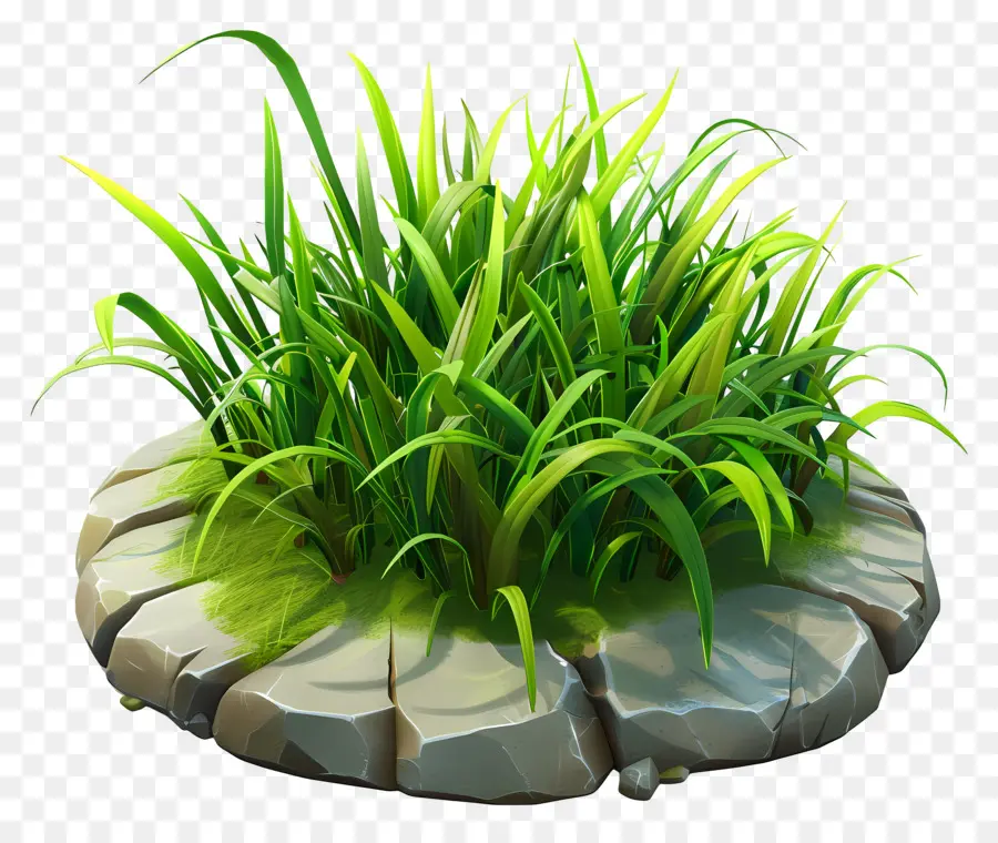 Planta De Grama，Grama PNG