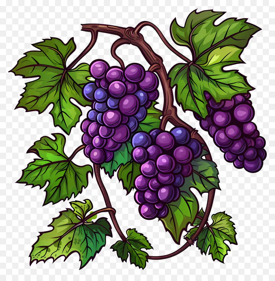 Videira，Uvas PNG