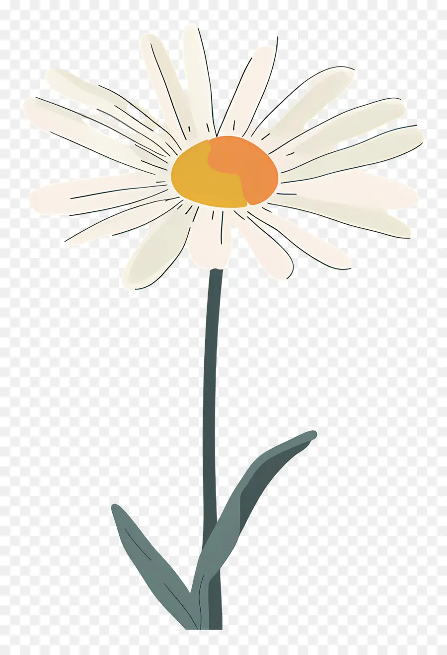 Flor única，Margarida Simples PNG