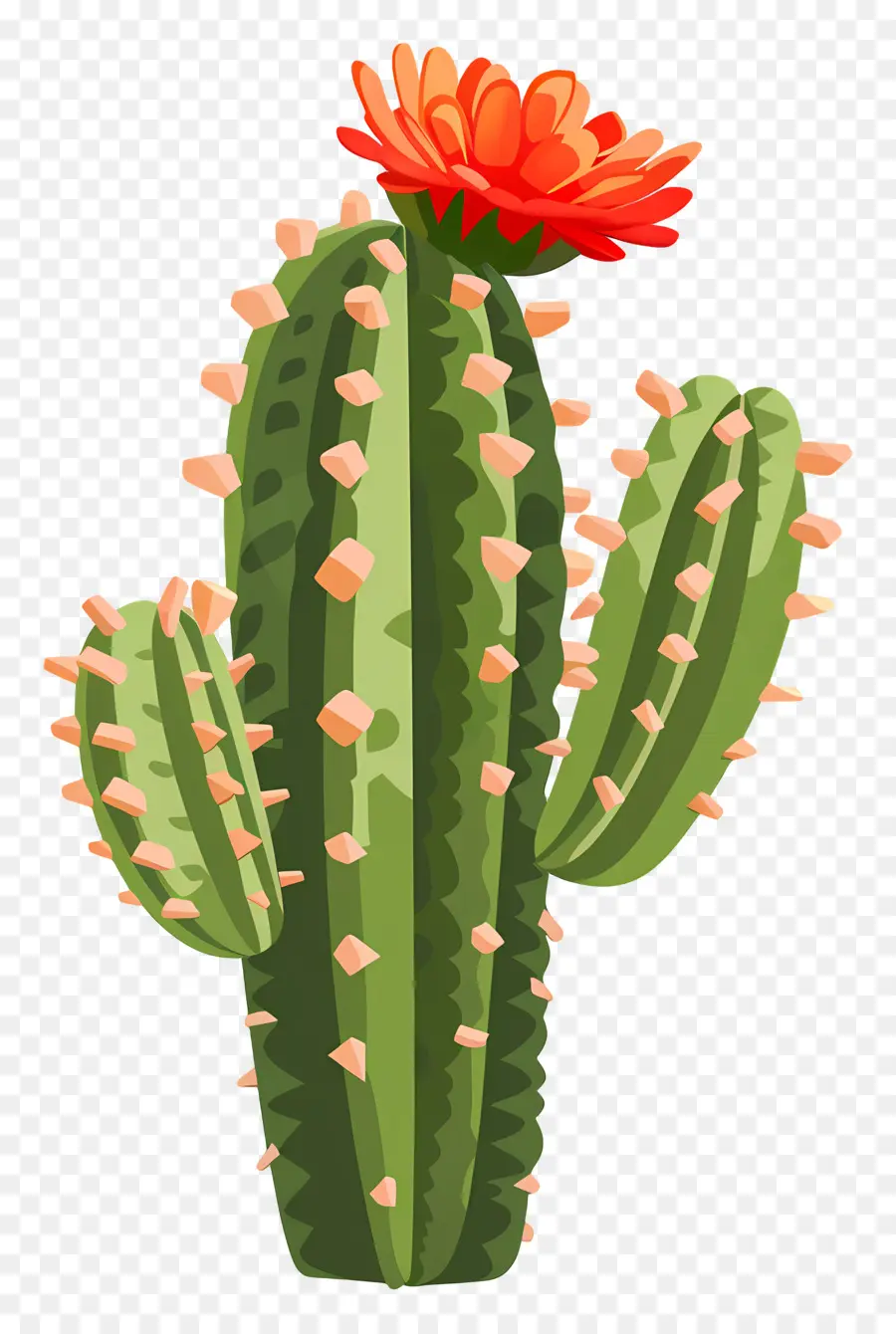 Cacto Verde，Cacto Com Flores PNG