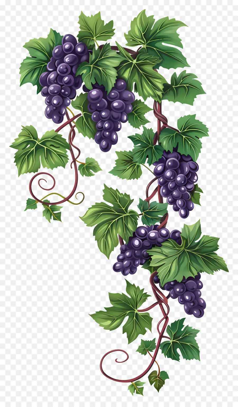 Videira，Uvas PNG